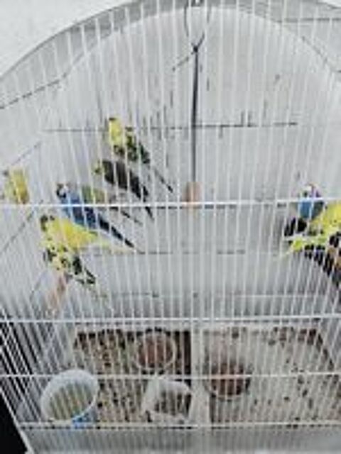   oiseaux perruche 