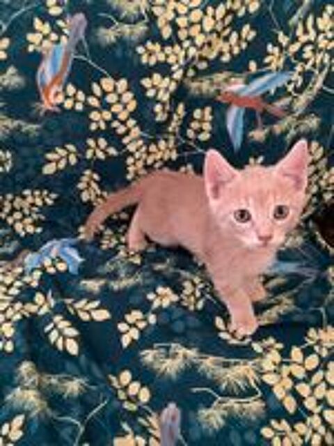   chaton 