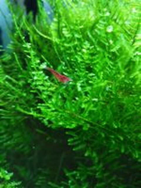  Crevettes red cherry
