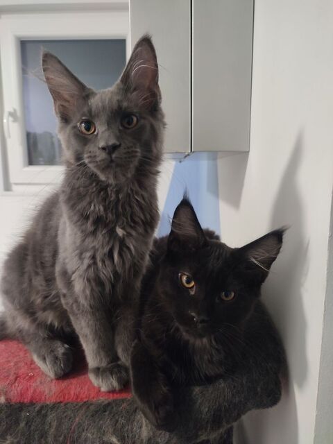 reste 2 chatons Maine Coon LOOF disponible de suite 900 62940 Haillicourt