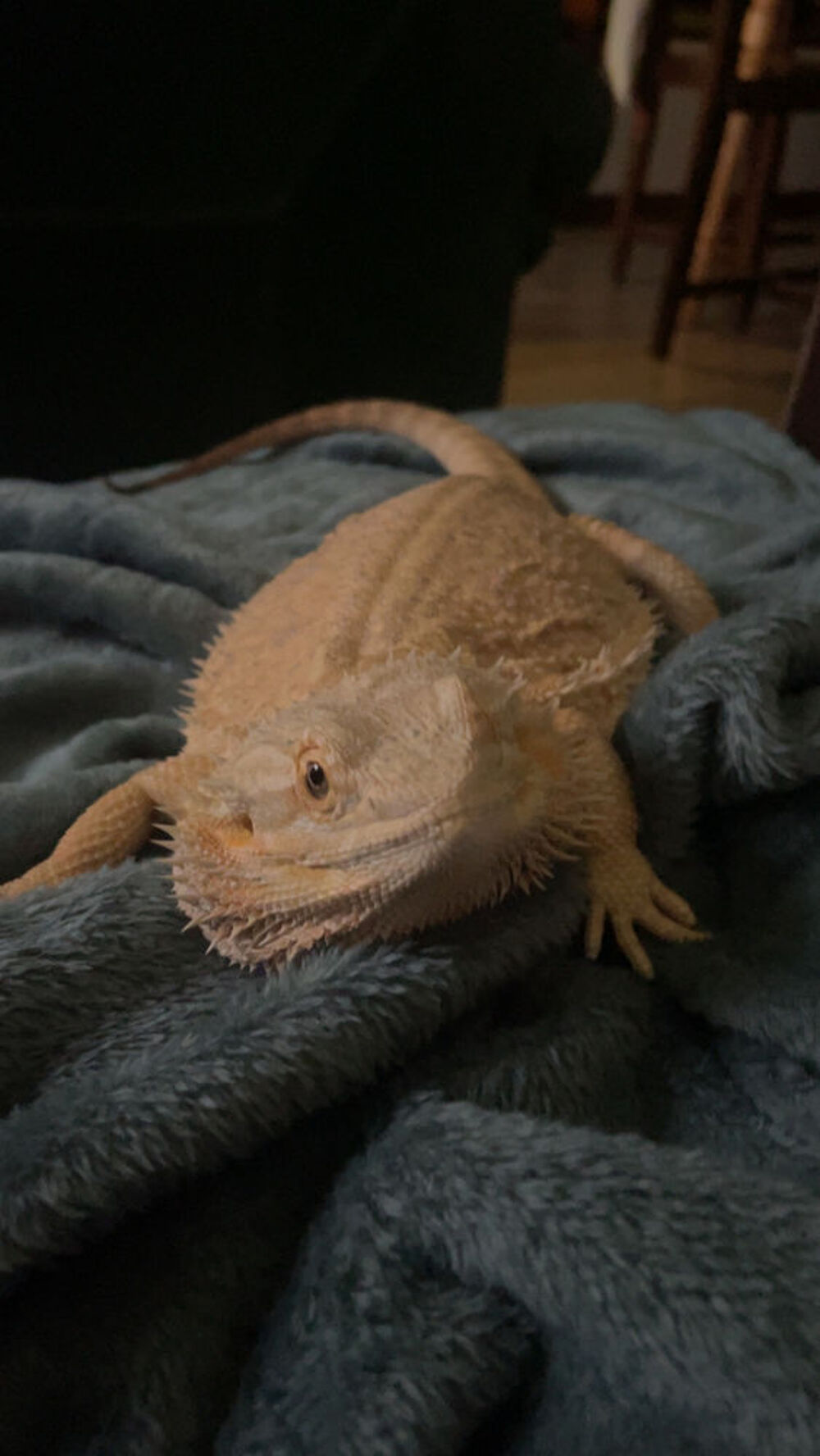   Pogona + terrarium + lampe  