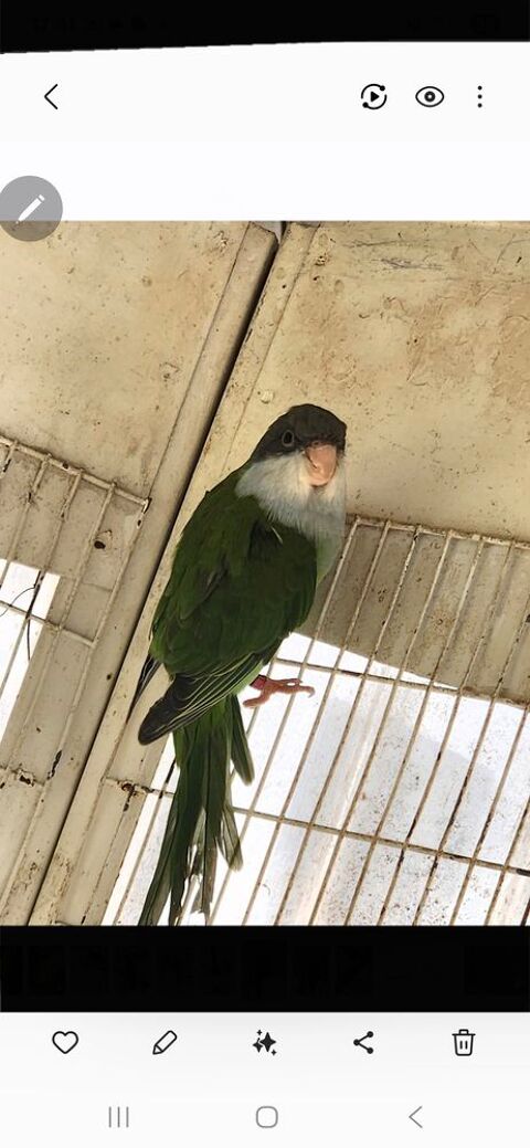 M&acirc;le toui aymara 50 77240 Vert-saint-denis