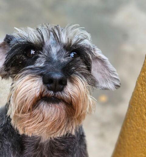 XENA 320 27620 Gasny