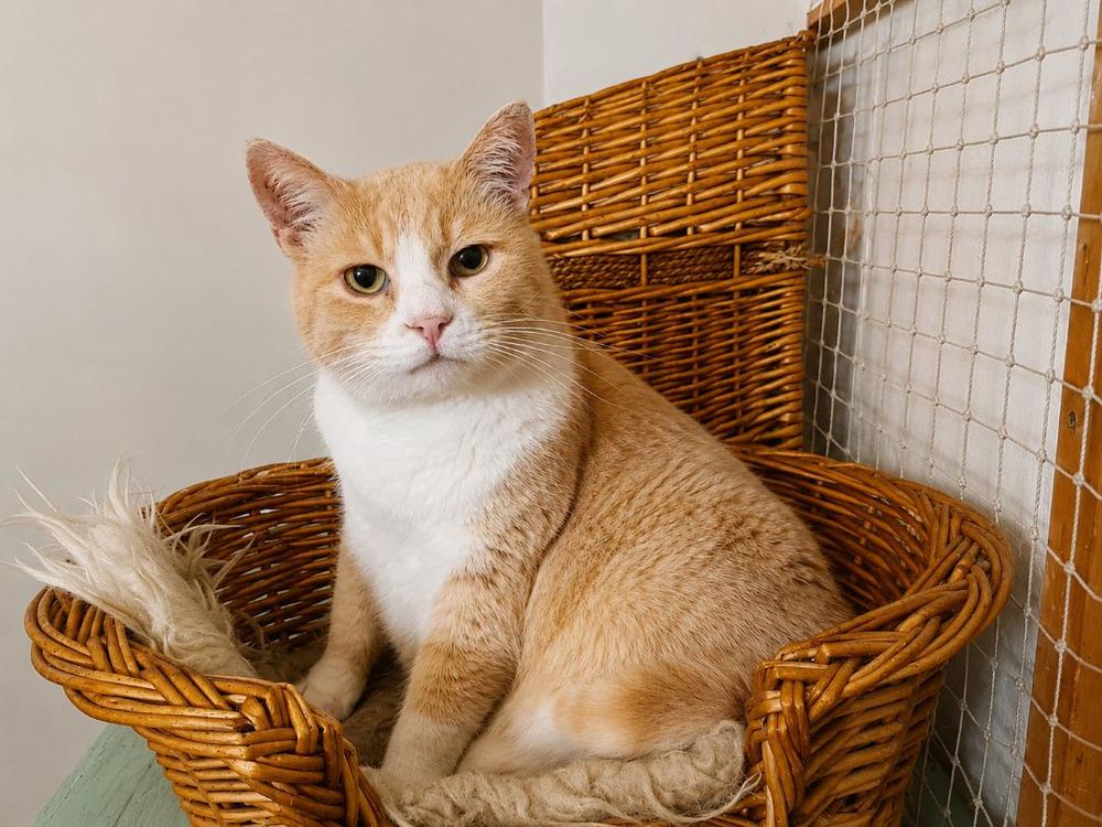   BIB CHAT ROUX ET BLANC 11 ANS 