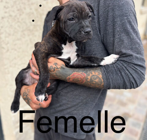 Chiot staffordshire bull-terrier
1000 91190 Gif-sur-yvette
