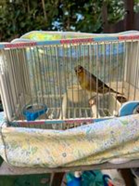   Canari  