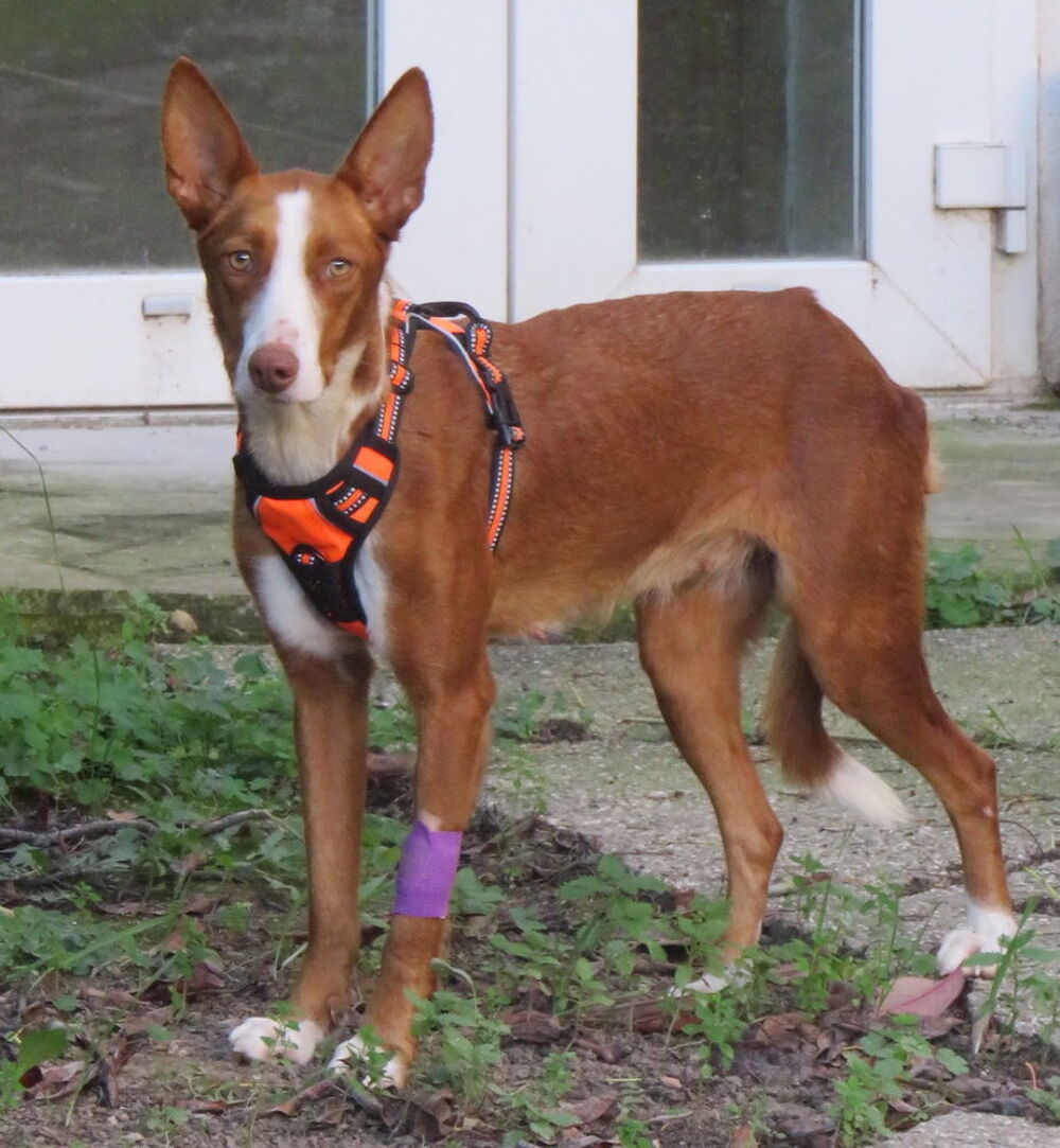   Zoe, 12 mois, est à l'adoption! 