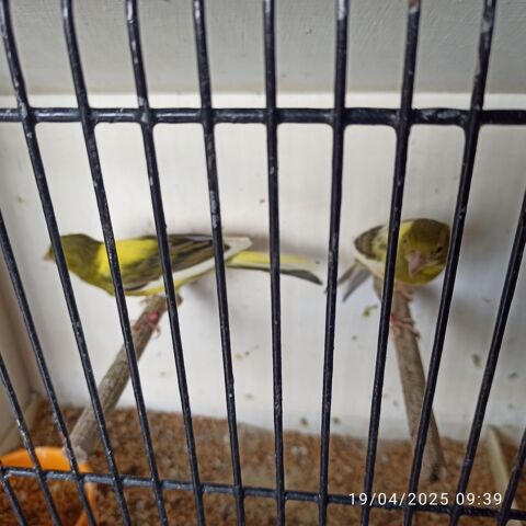 Canaris razzas 30 77400 Saint-thibault-des-vignes