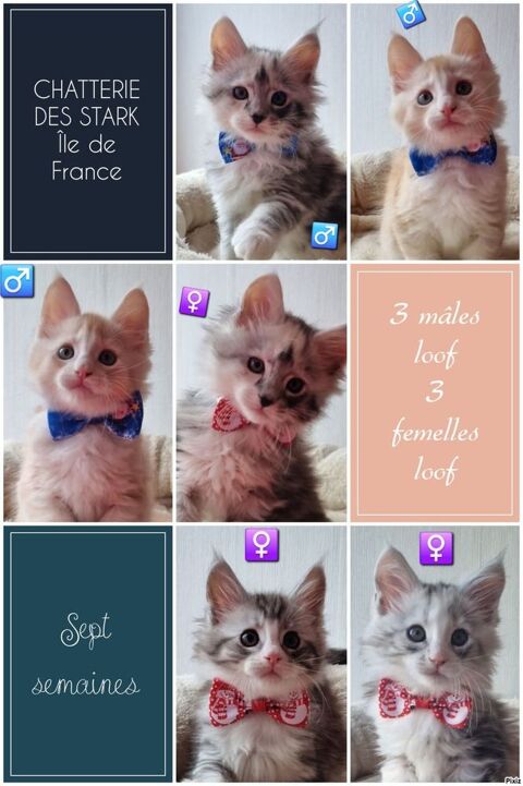 6 maine coon LOOF / ILE DE FRANCE 1400 93160 Noisy-le-grand