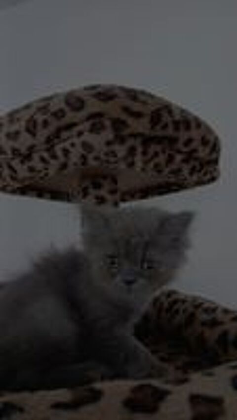   Chatons Persans  