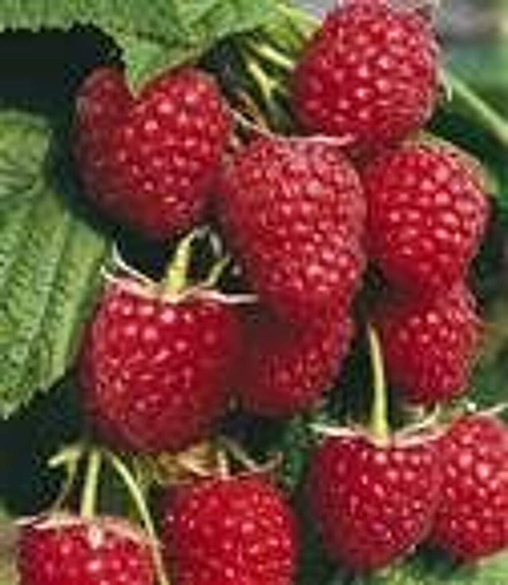 5 plants de framboisiers rouges gros grains Jardin