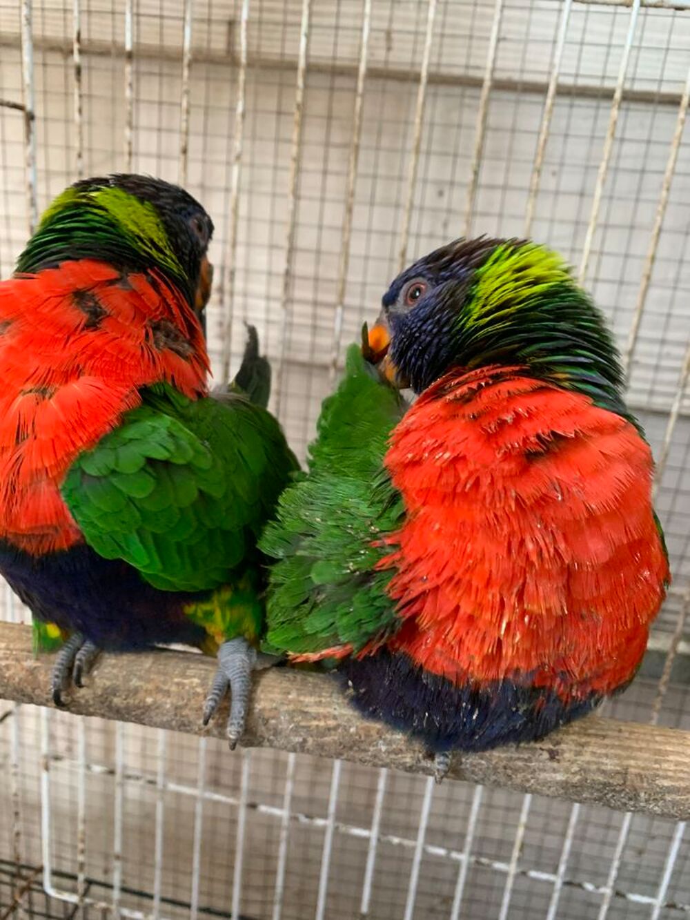   Couple Loriquet 2 ans ou �change contre caique femelle eam 