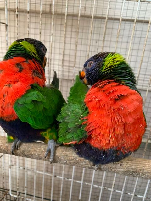 Couple Loriquet 2 ans ou échange contre caique femelle eam 500 69500 Bron