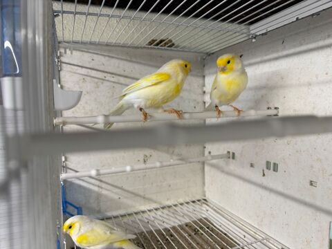 Canaris 50 57430 Sarralbe