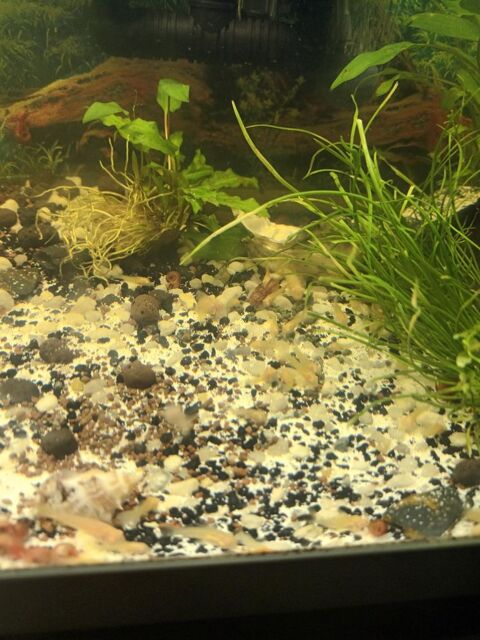 petit corydoras albinos 1 17220 Salles-sur-mer