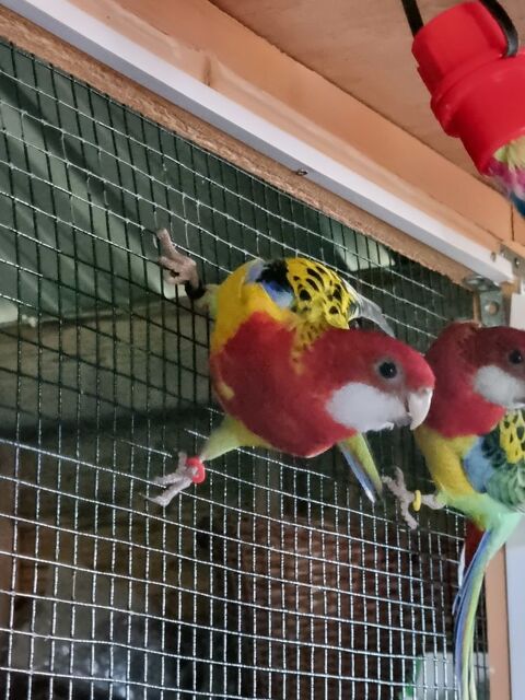 Perruches Omnicolores 50 61800 Tinchebray