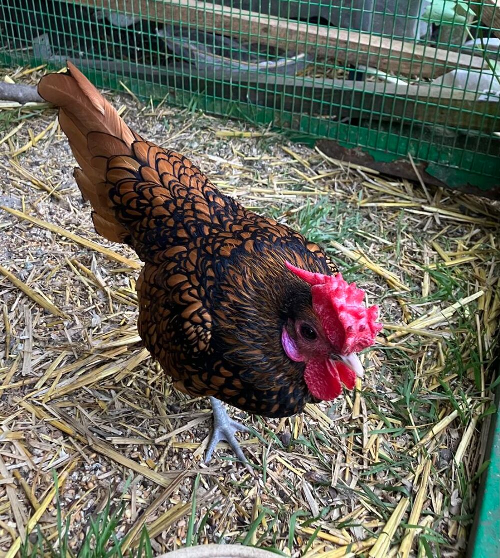   Petit coq d ornement sebright  