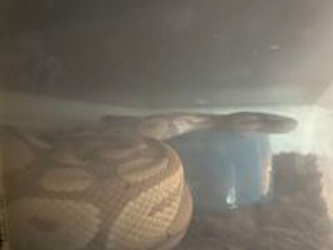   Pythons royaux  