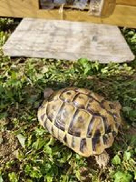   Recherche Tortues Hermann 
