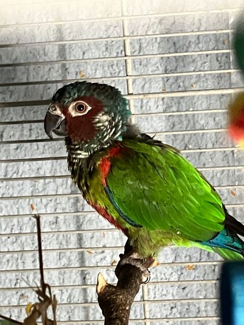 conure Emma m&acirc;le de 5 ans Epp bagu&eacute; 150 41360 Cell�