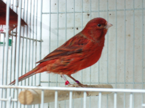 Couple canaris agate rouge
60 40000 Mont-de-marsan
