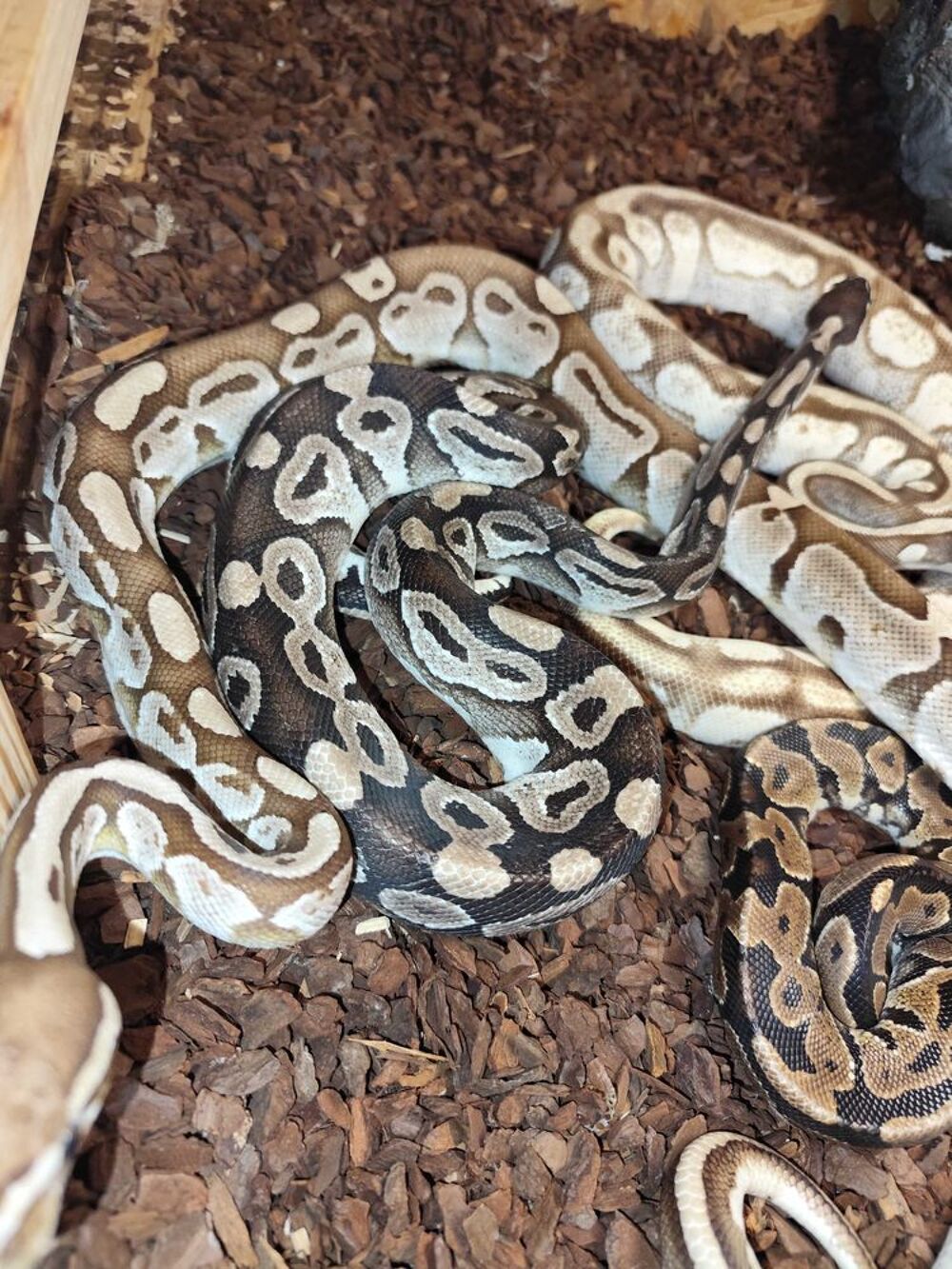 divers+python+suite+arr&ecirc;t+terrario Jardin