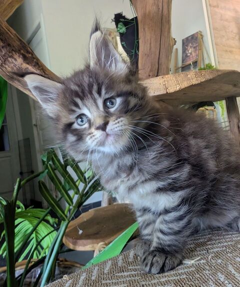 Adorables chatons Maine Coon Loof 1300 36310 Beaulieu