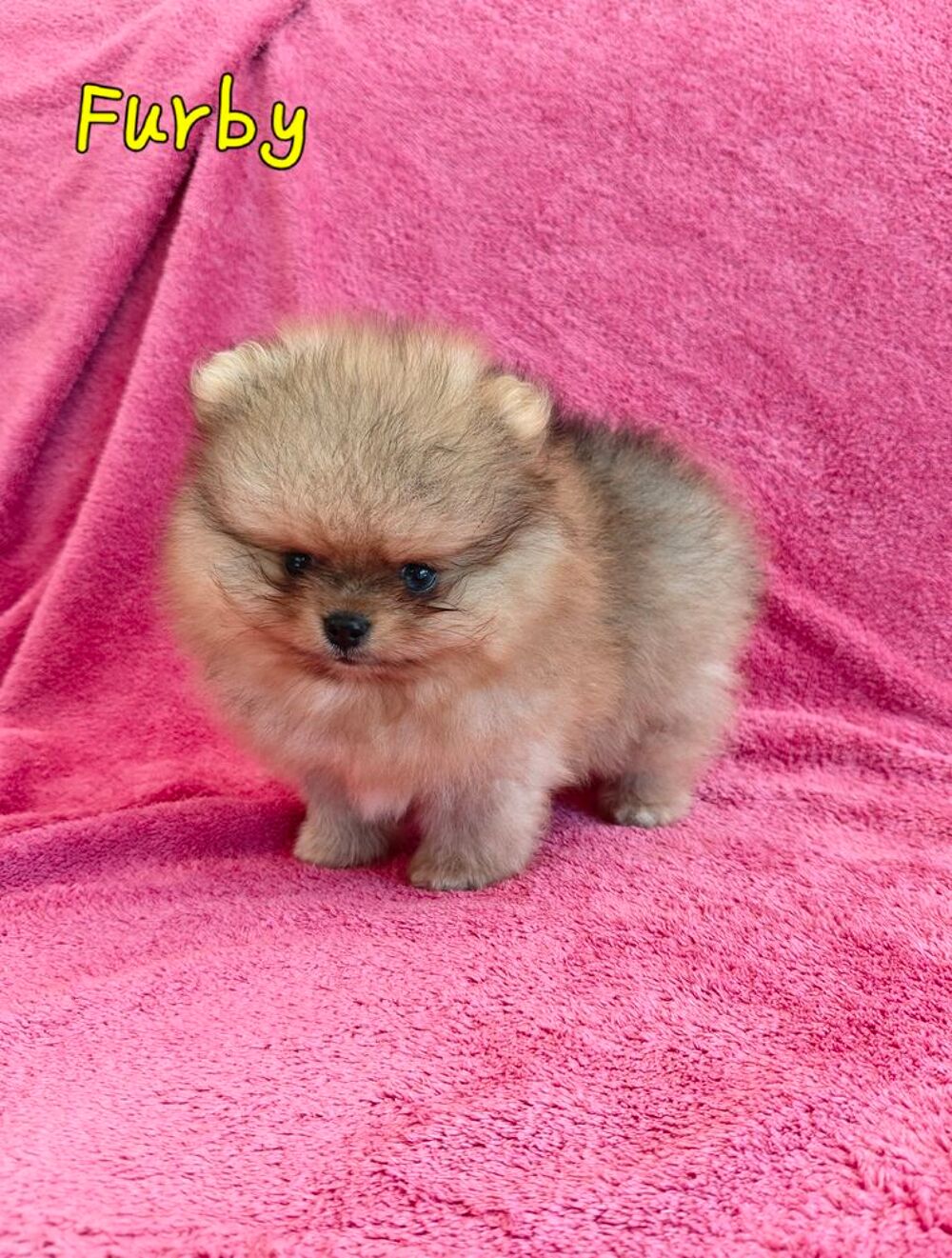   Spitz nain Poméranien sable merle 