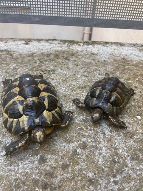 Tortues grecque 600 30000 Nmes