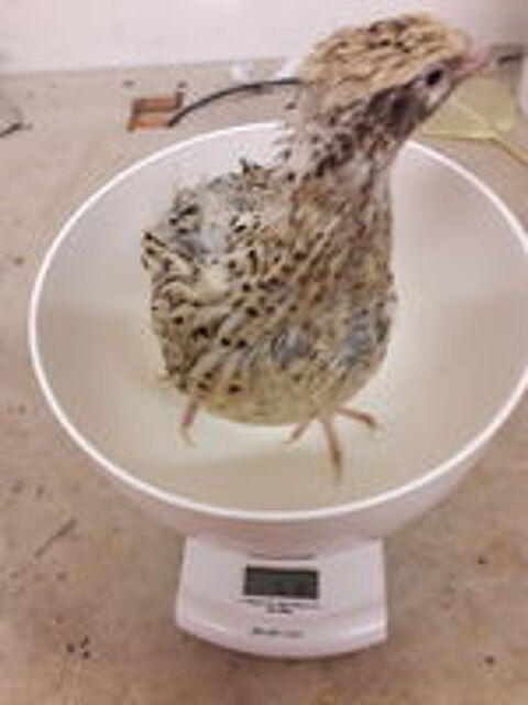   Oeufs de cailles f�cond�s tr�s grosse souche 