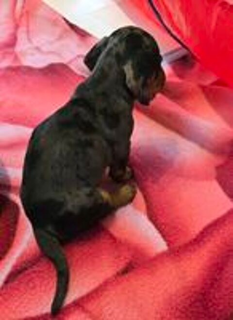   Teckel � r�server 