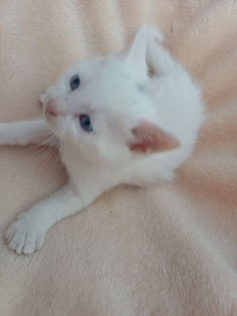 Chaton type angoras turc 540 03500 Bransat