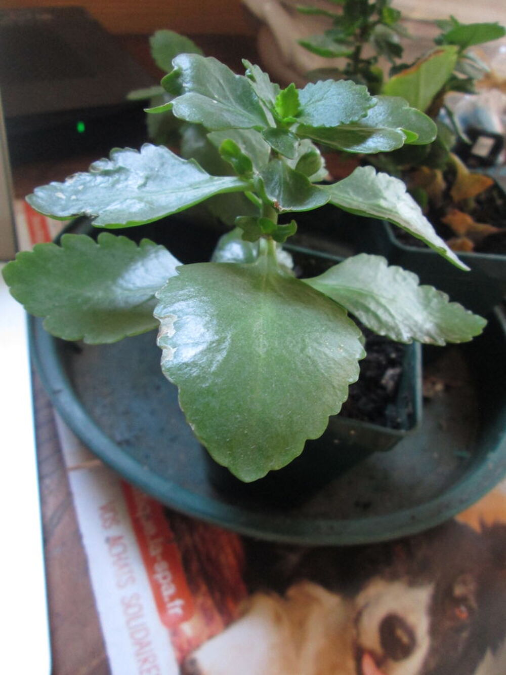 Kalanchoe (plante grasse) Jardin