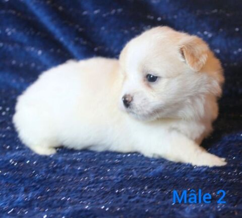 Magnifique chiot coton de tulear 950 75005 Paris