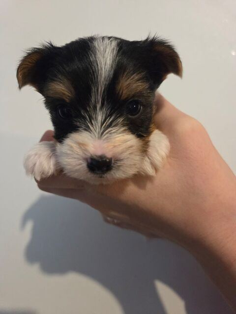 Yorkshire toy 1850 54220 Malz�ville