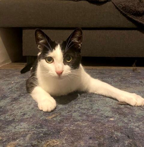 HANDY CHATON NOIR & BLANC 9 MOIS 225 92260 Fontenay-aux-roses