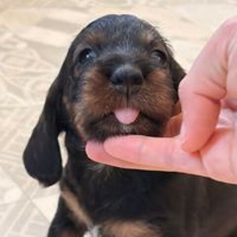   Chiots teckel standard poil dur 
