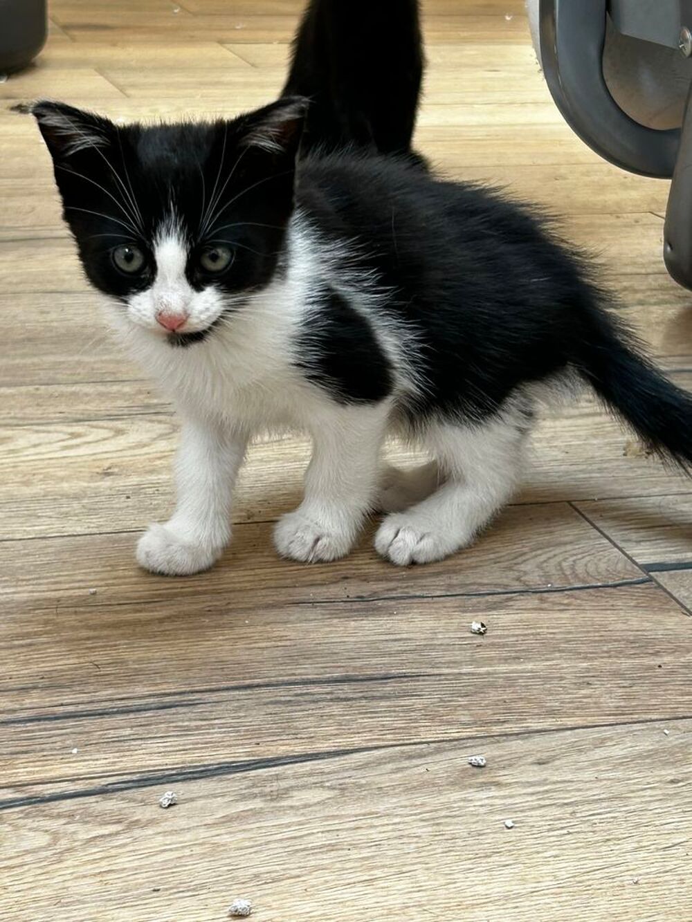   Chatons à donner  