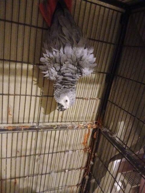 Peroquet 0 54000 Nancy