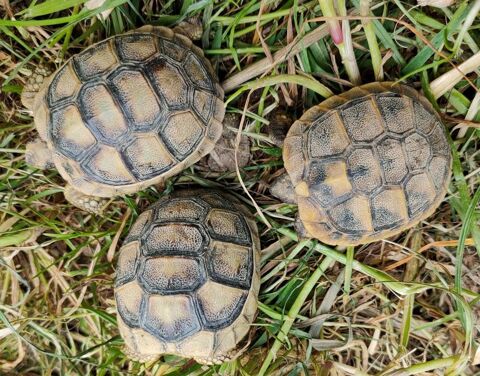 Tortues de terre pour jardin 120 01310 Polliat