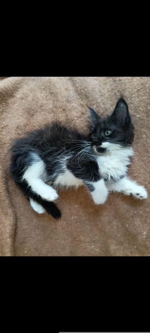 Maine Coon adorable et tr&egrave;s tr&egrave;s mignon 0 43100 Cohade