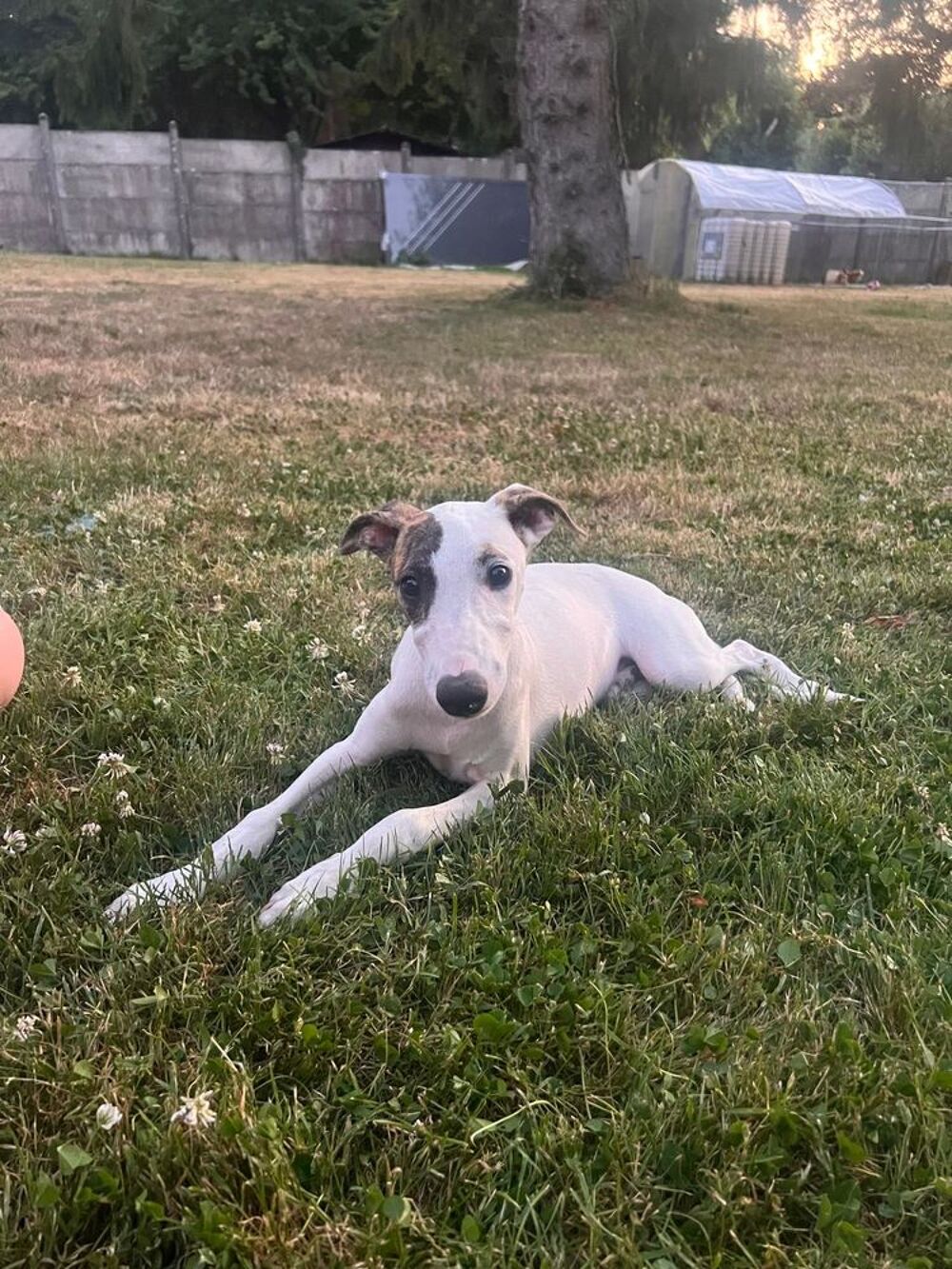   Bolt whippet LOF  