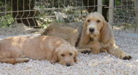   Emma la Douce est à l'adoption 