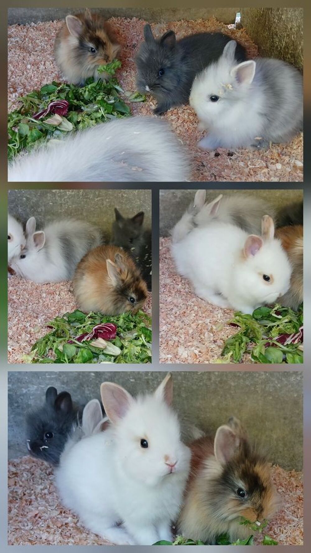   Lapin nain 