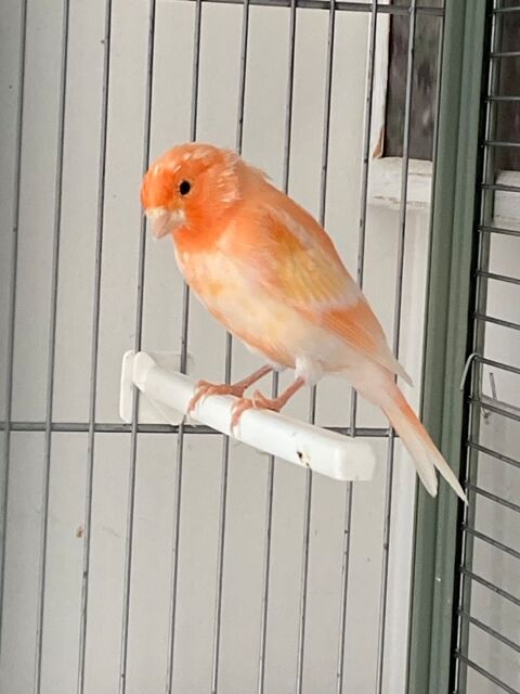 Canari 20 95330 Domont