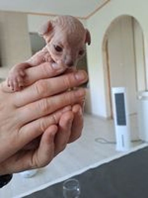   Sphynx  