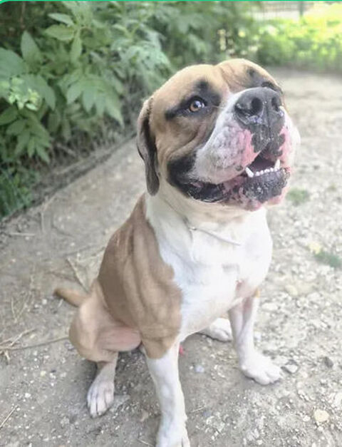 Sultan 230 26700 Pierrelatte