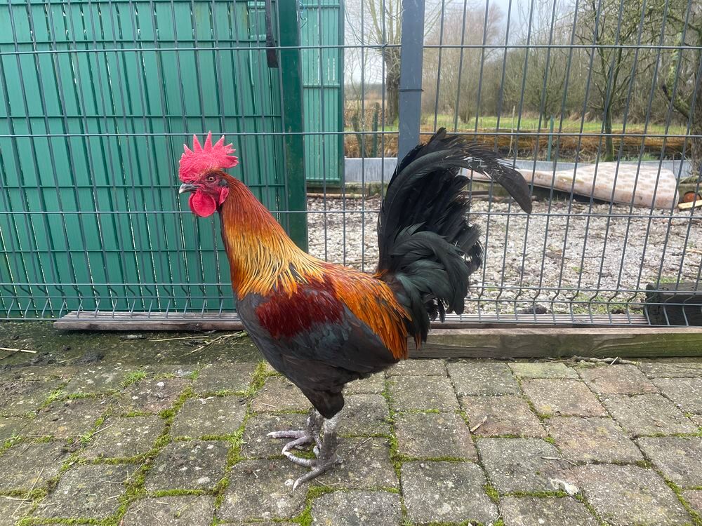   COQ Combattant du Nord + 2 poules  