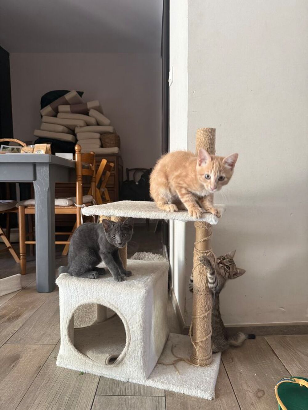   Don chatons  