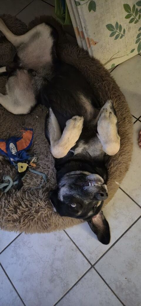 A placer contre bons soins SANS ENFANTS 0 38130 �chirolles